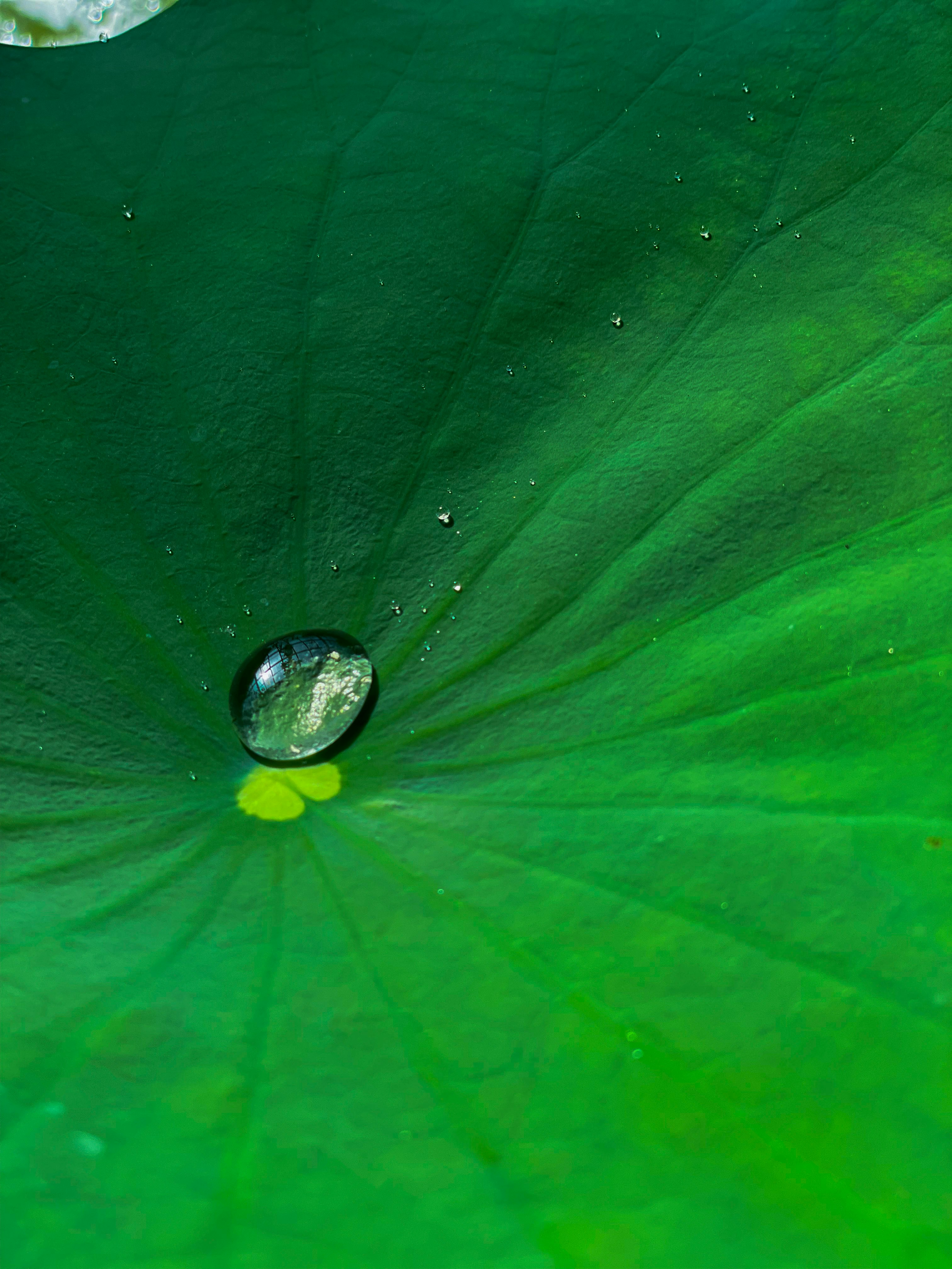 Eco-friendly plumbing icon or concept showing water drops and a green leaf.
