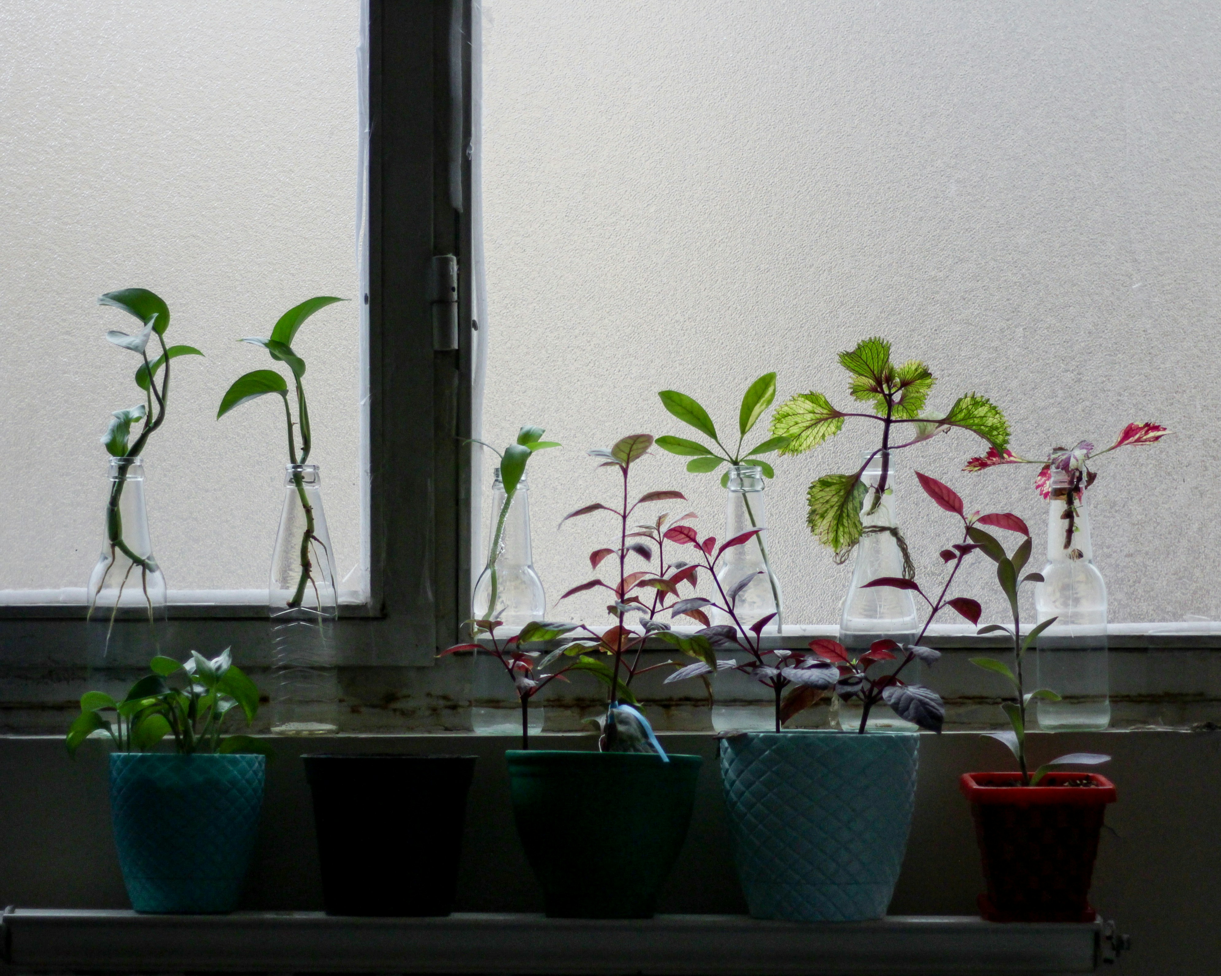Comparison chart or visually appealing list showing real plants vs stabilized vs artificial plants features and maintenance requirements Comparison chart or visually appealing list showing real plants vs stabilized vs artificial plants features and maintenance requirements
