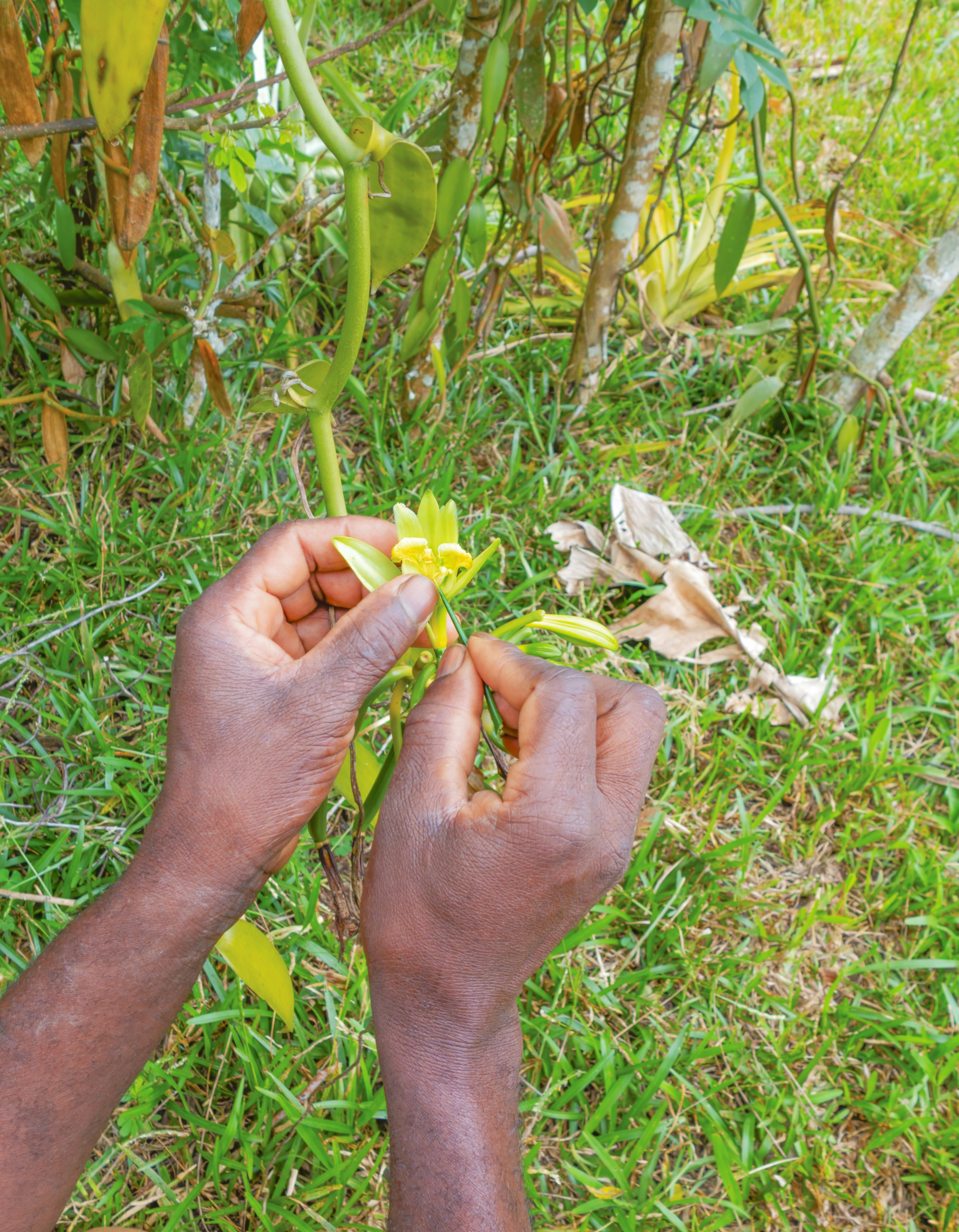 Close up of a manual mate harvest in an agroforestry setting, showing the care taken with the leaves
