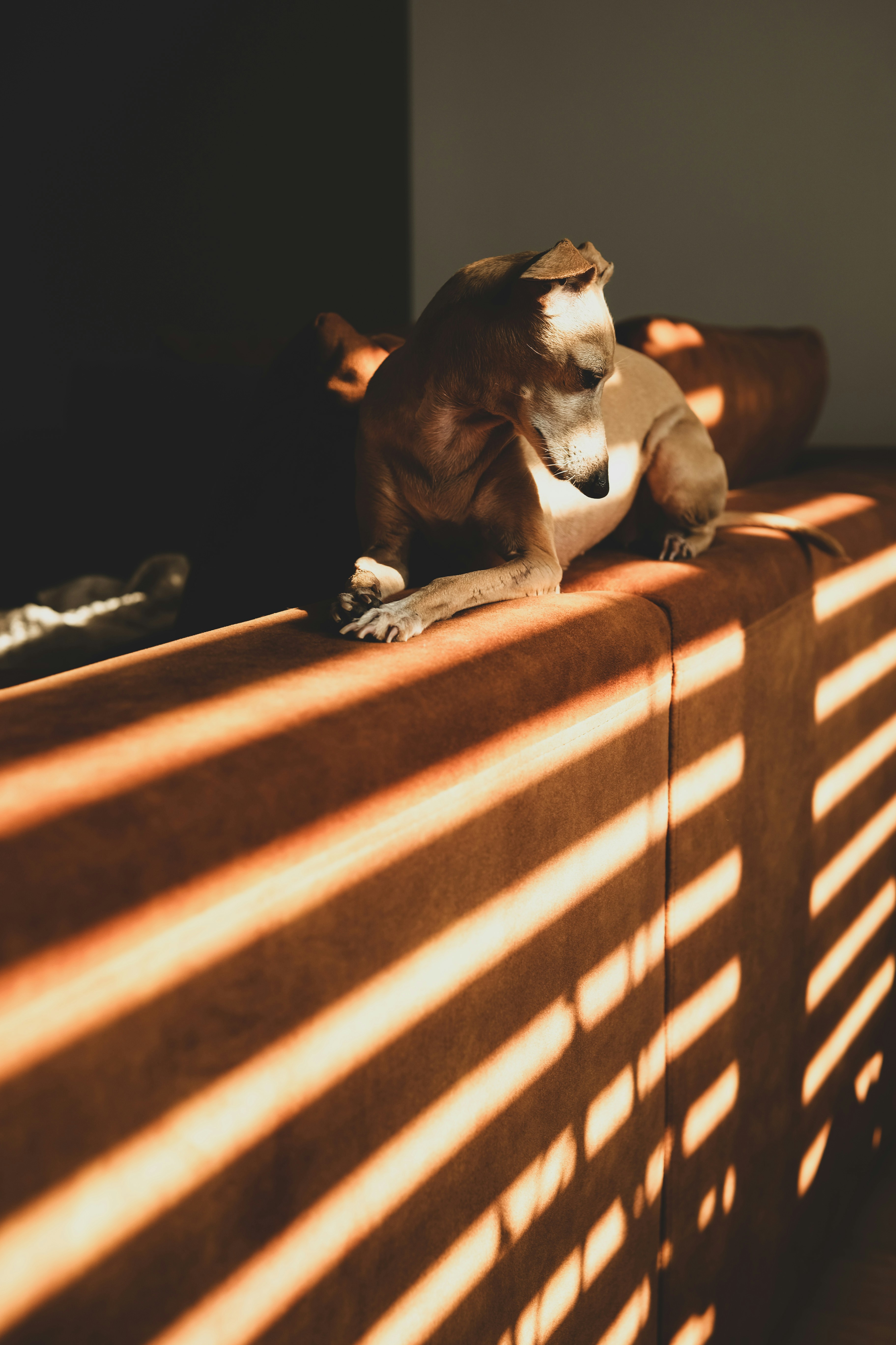 High quality photo of a cozy living room with wooden blinds filtering the sunlight, calm atmosphere
