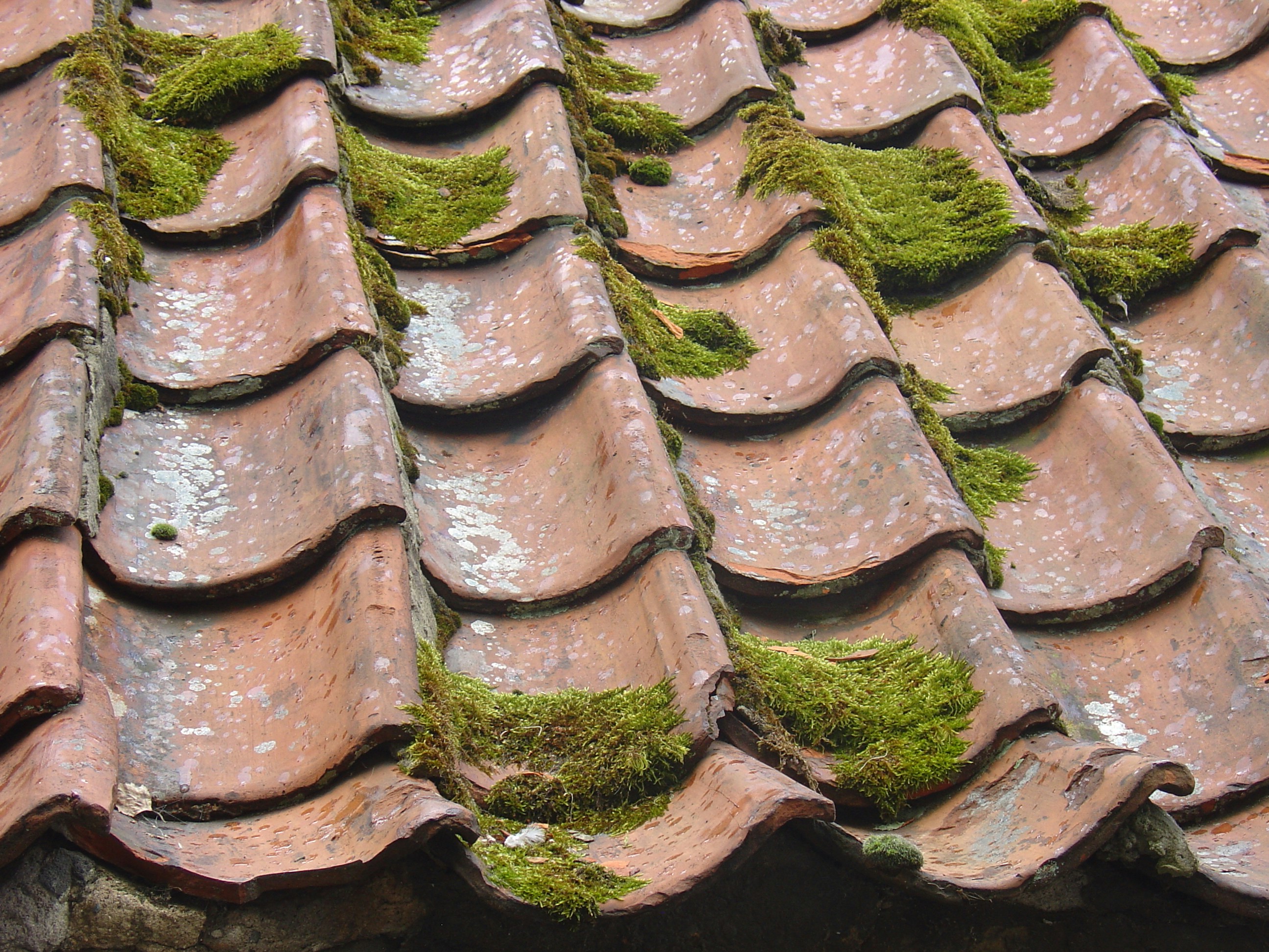 Close-up of moss and lichen growing heavily on terracotta roof tiles