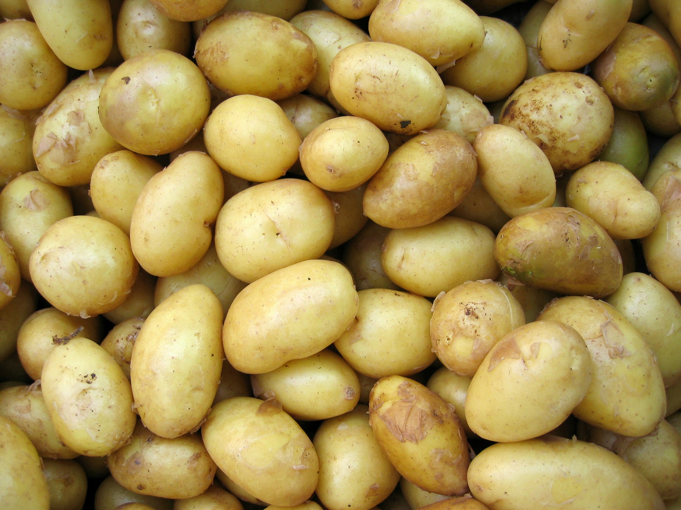 Raw potatoes varieties on a wooden table with a peeler and a pot of water