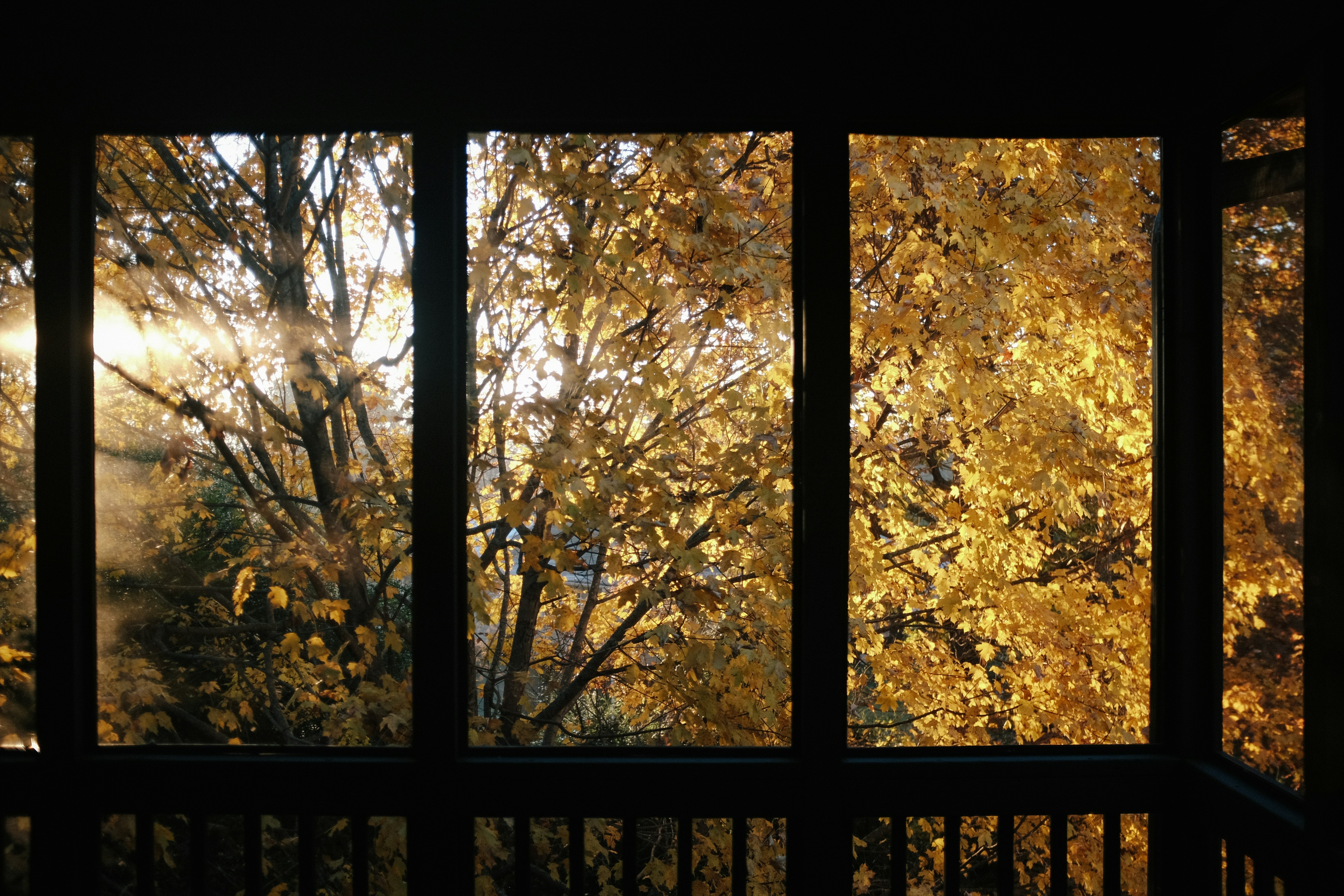 Autumn leaves falling on a balcony with slightly opened rolling shutters