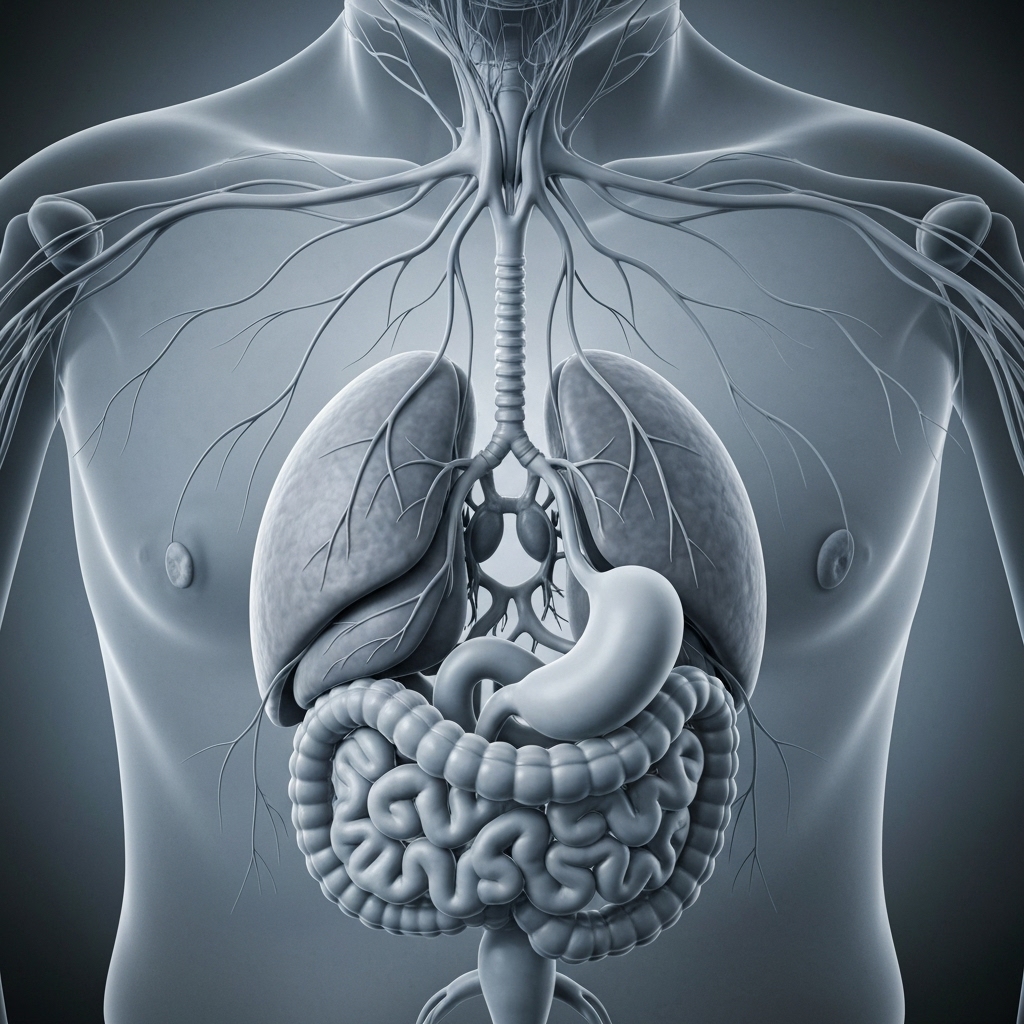 Schéma détaillé du trajet du nerf vague depuis le cerveau jusqu'aux viscères