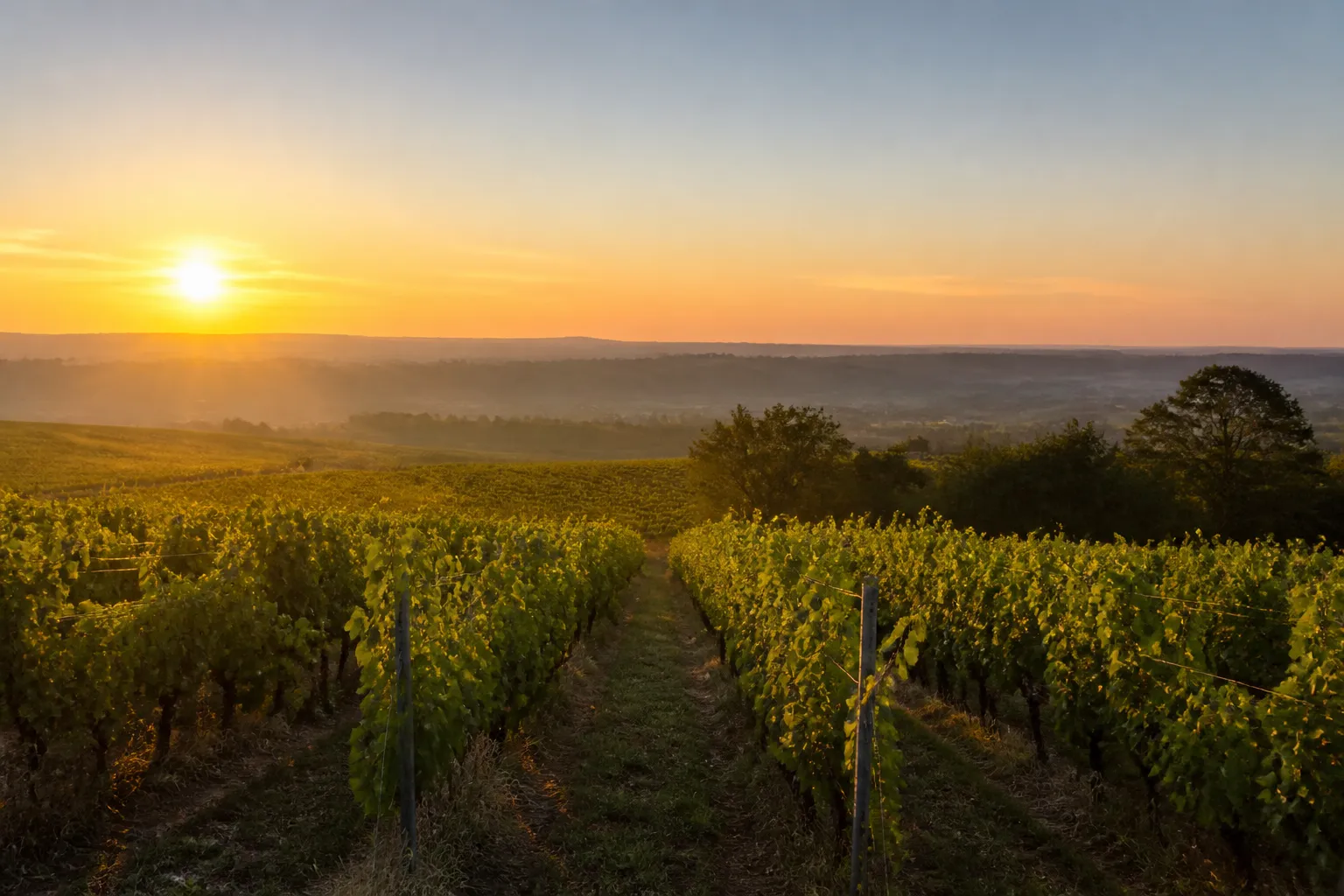 Vignoble au coucher de soleil, paysage vallonné, lumière dorée, verdure luxuriante.