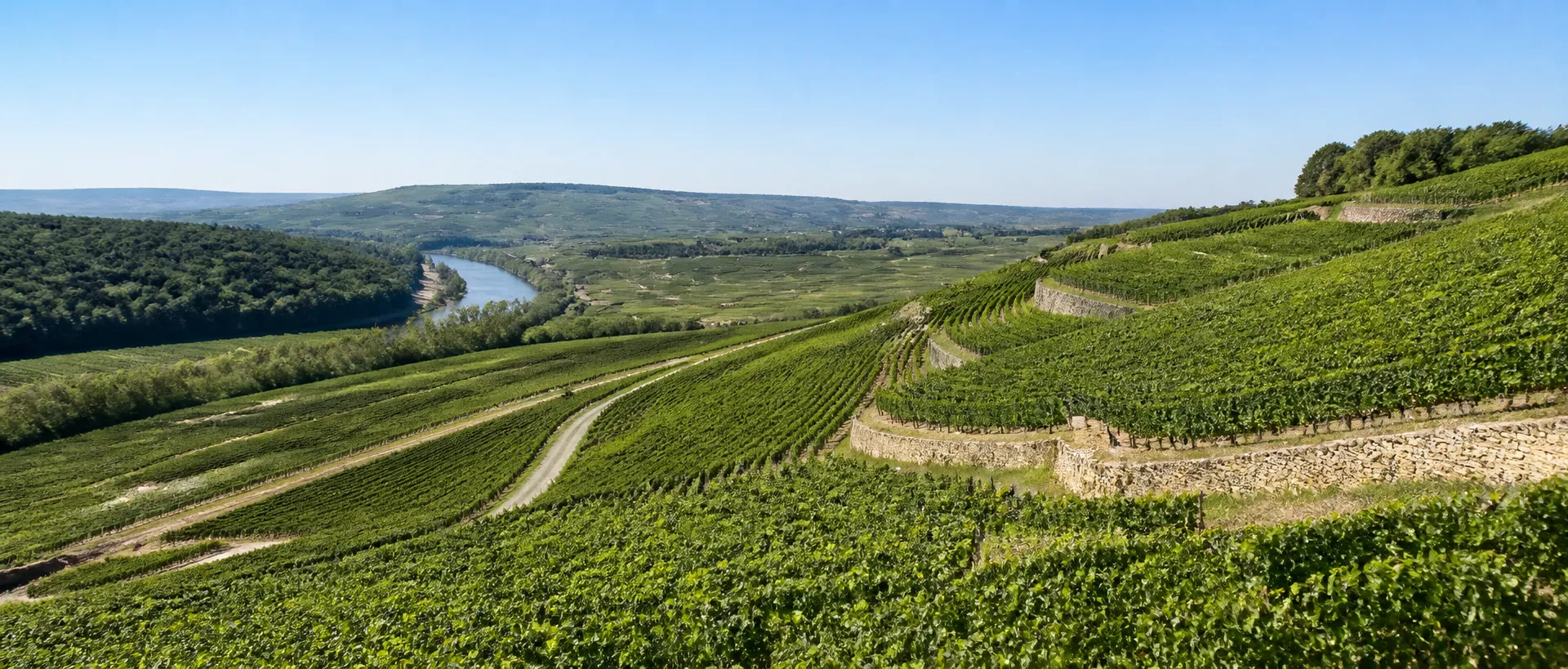 Vignobles en terrasses surplombant une rivière dans un paysage vallonné.
