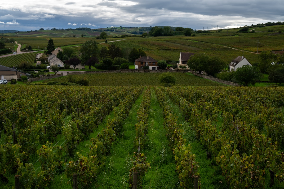 Paysage rural vallonné avec vignobles, maisons et église.