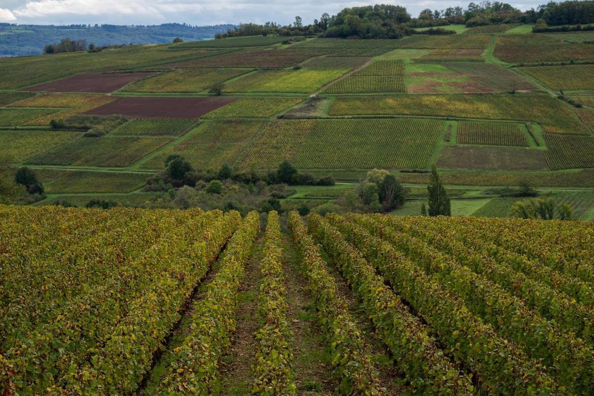 Paysage vallonné de vignobles et de champs cultivés.
