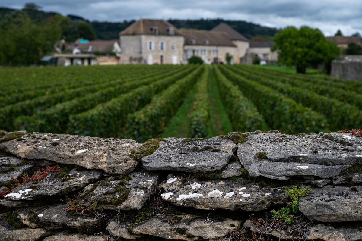 Vignoble verdoyant avec château médiéval en arrière-plan.