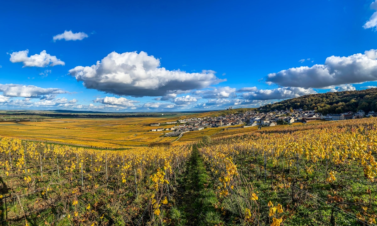 Paysage viticole automnal avec vignobles dorés, ciel bleu et nuages blancs.