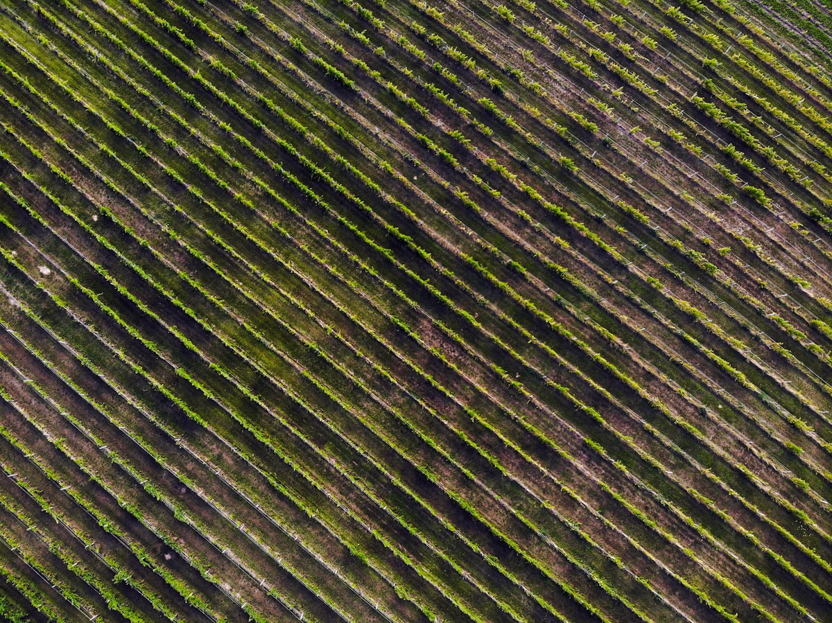 Motif de lignes diagonales vertes et brunes sur un champ.
