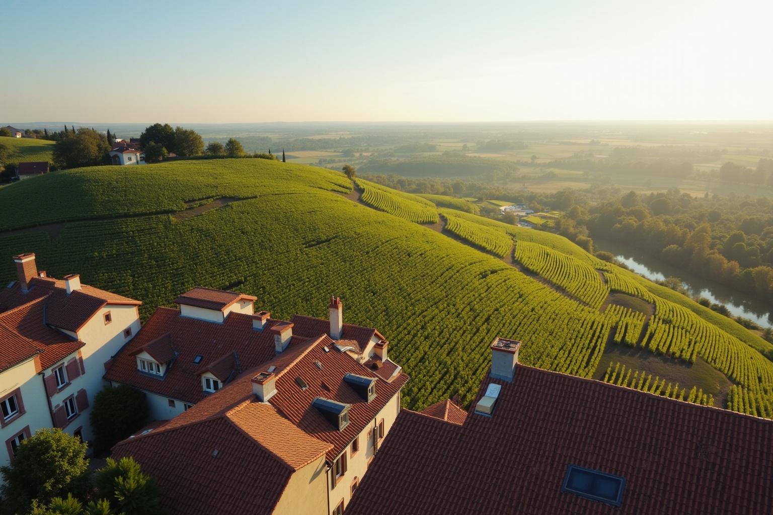Paysage vallonné de vignobles au coucher de soleil.