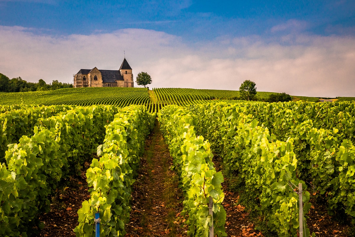 Vignoble verdoyant avec une église médiévale en arrière-plan.