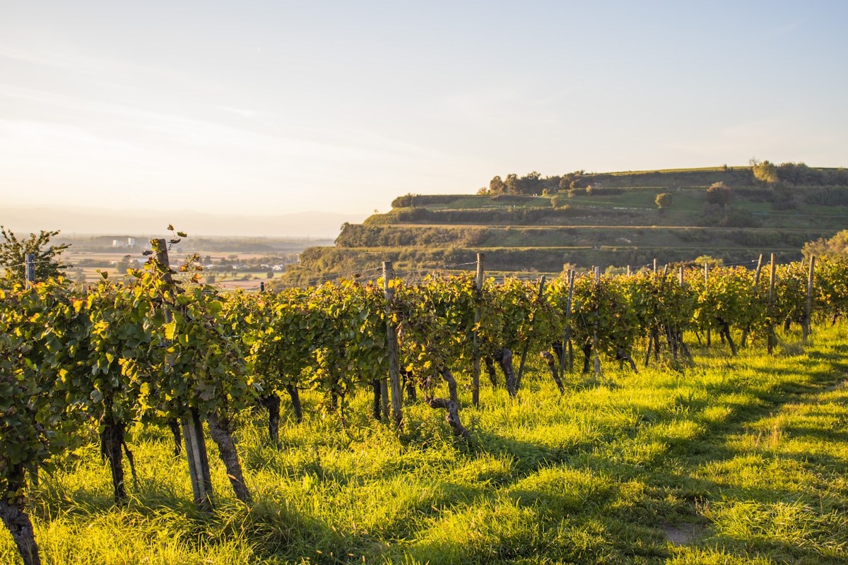 Vignoble verdoyant sur une colline ensoleillée avec vue panoramique.