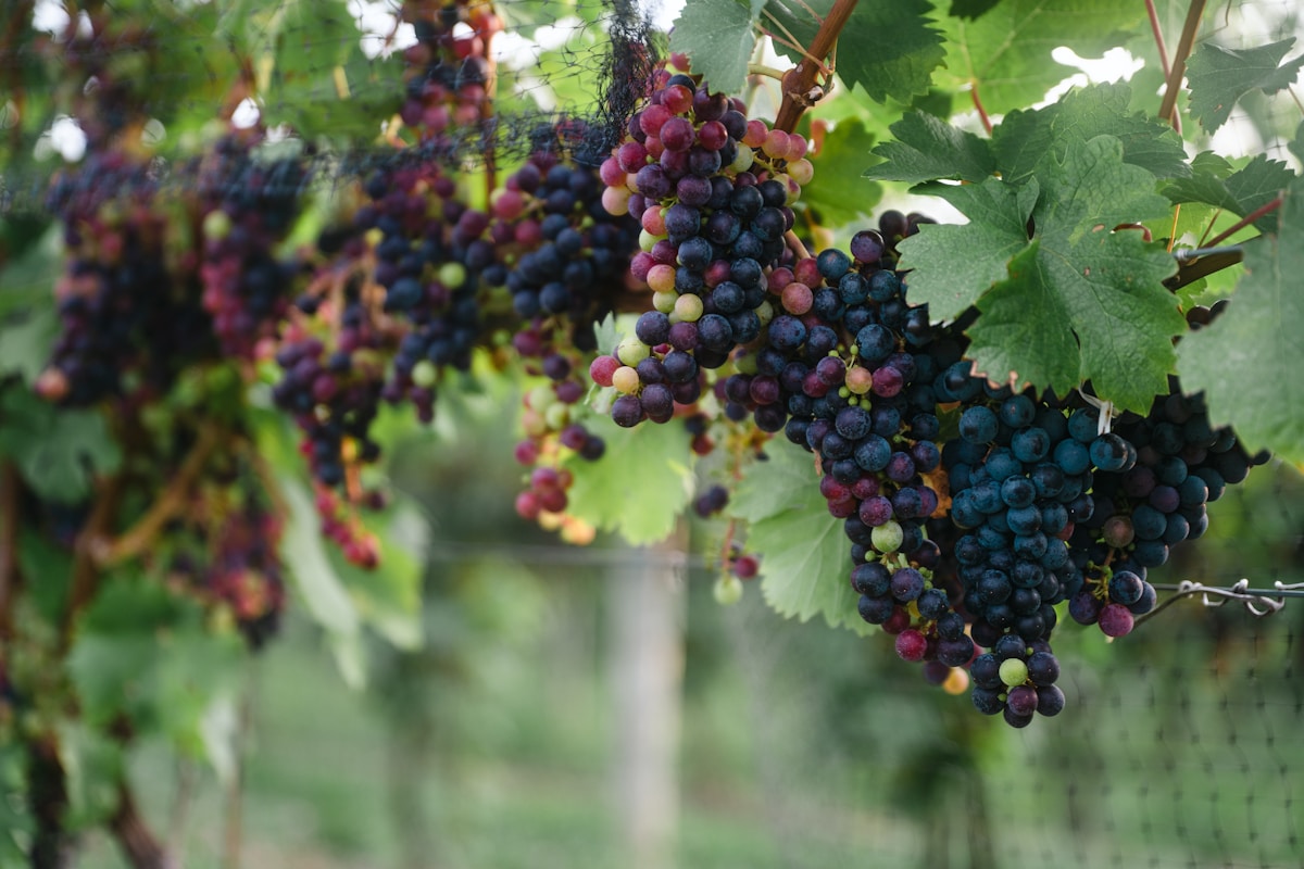 Grappes de raisins mûrs aux couleurs variées sur des vignes verdoyantes.