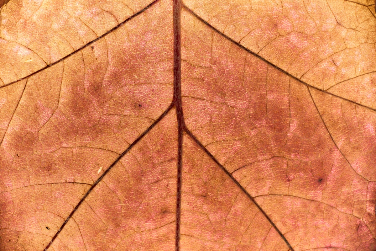 a close up view of a leaf's surface
