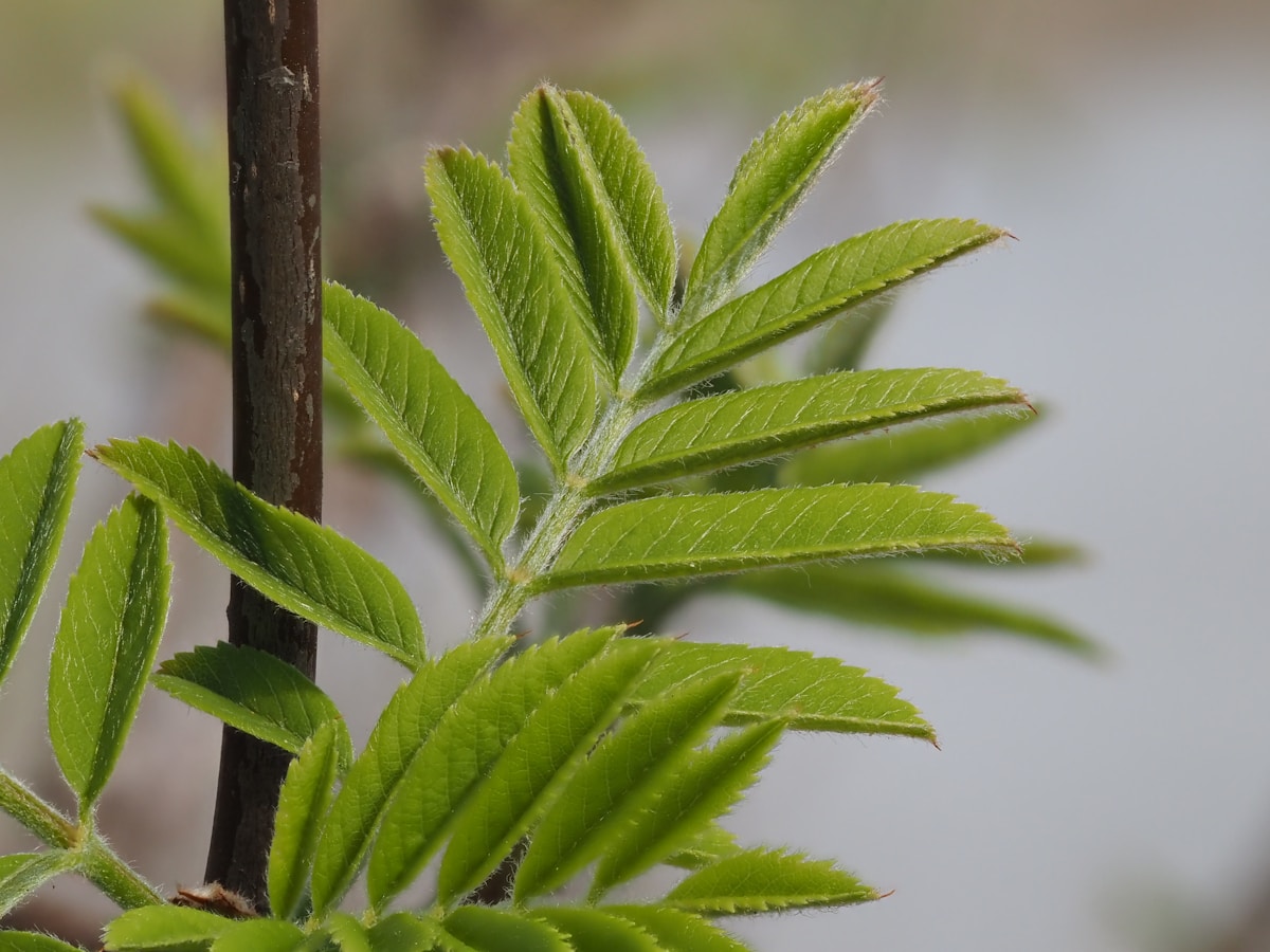 a close up of a green plant with water in the background