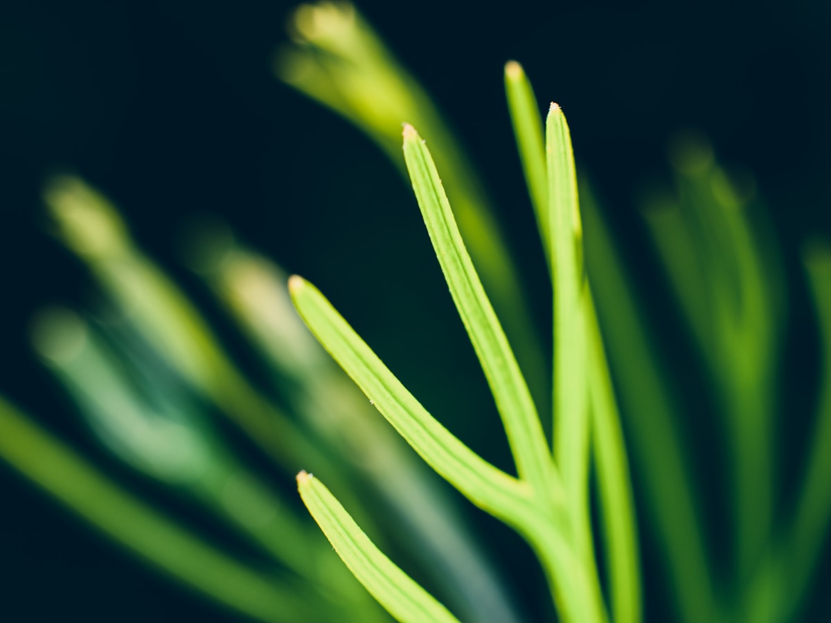 green plant in black background