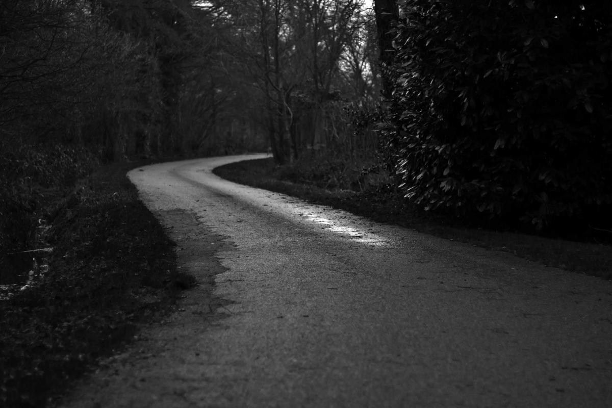 Winding, shadowy path through dense, lush forest landscape.
