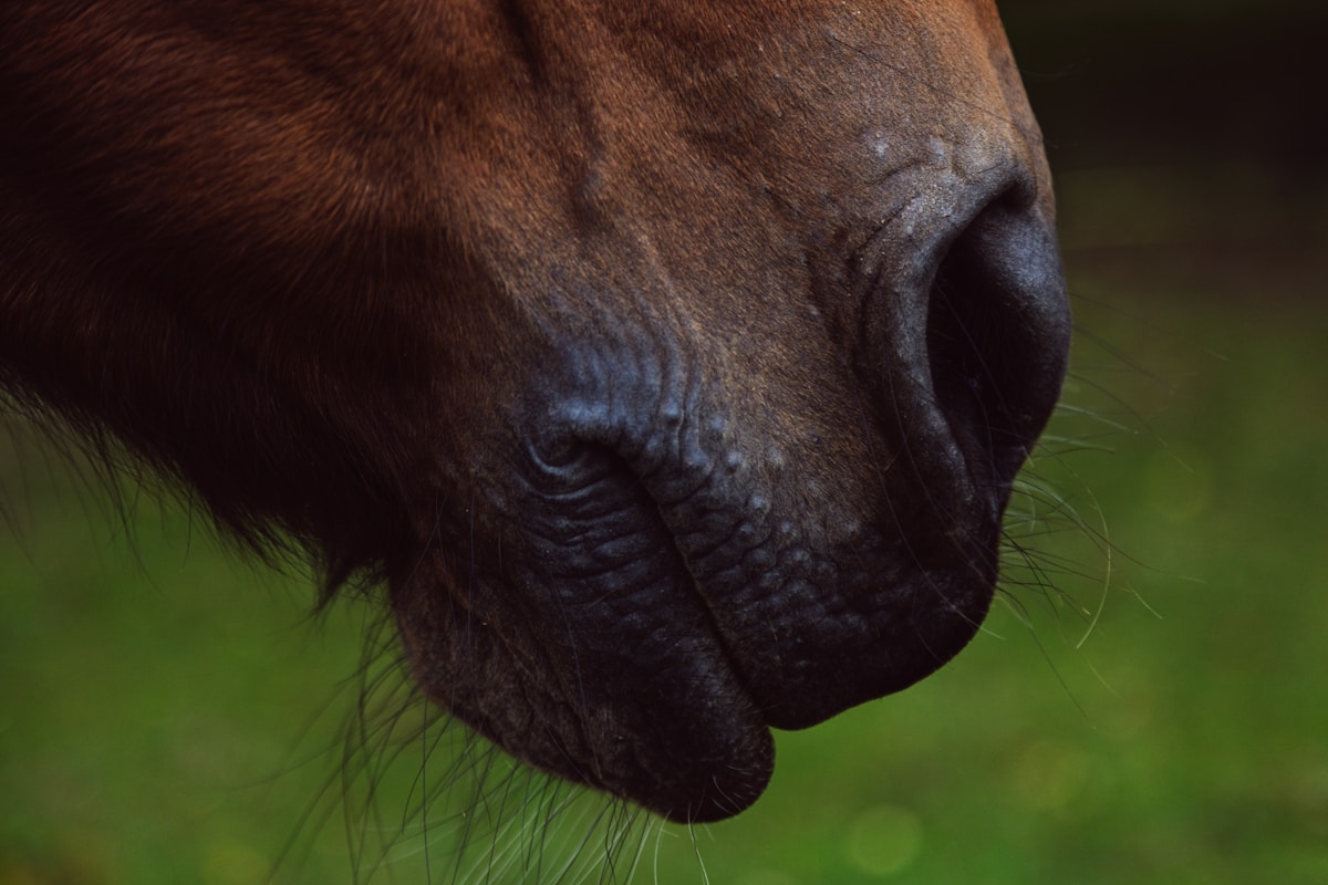 Close-up of a brown horse's muzzle with green background.