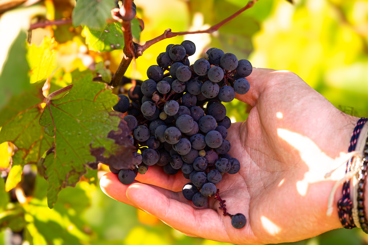 Hand holding ripe dark grapes on vine