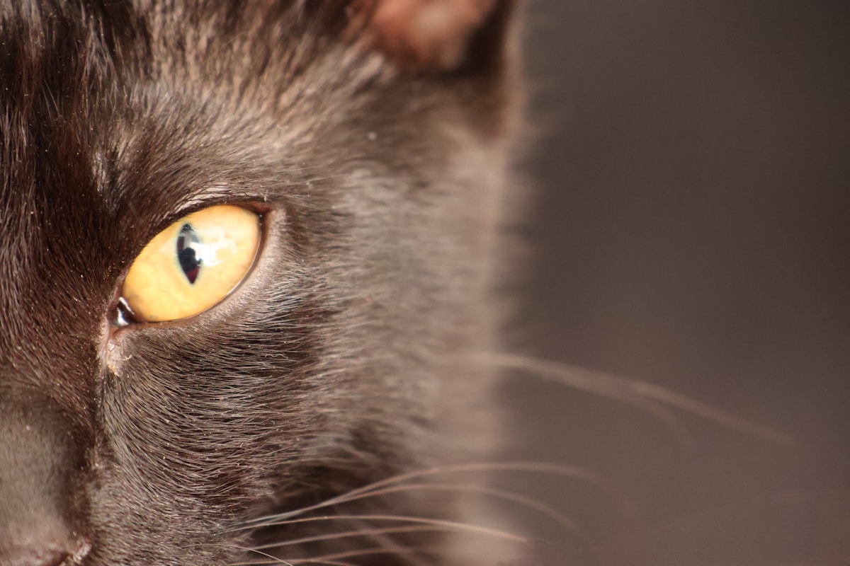 a close up of a black cat with yellow eyes