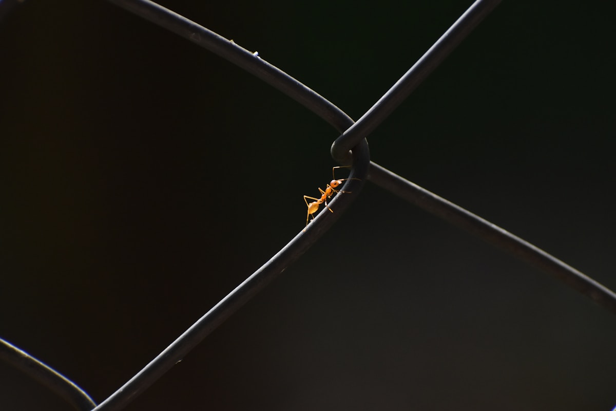 An ant clings to a chain link fence.