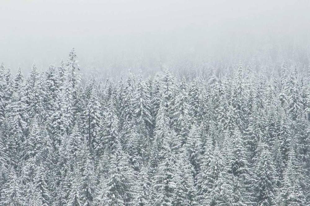 Snow-covered evergreen trees in foggy forest landscape.