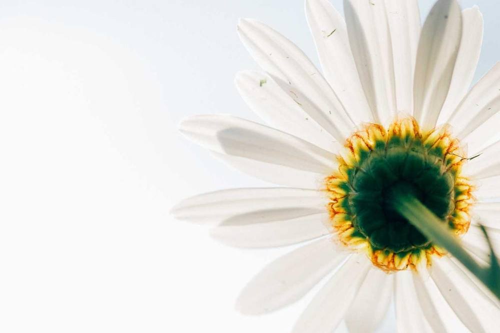 Une fleur de marguerite vue de dessous.