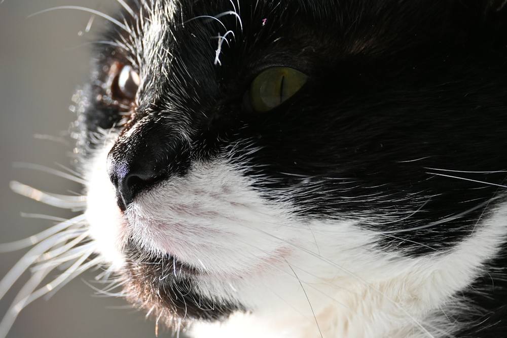 Un gros plan du visage d'un chat noir et blanc.
