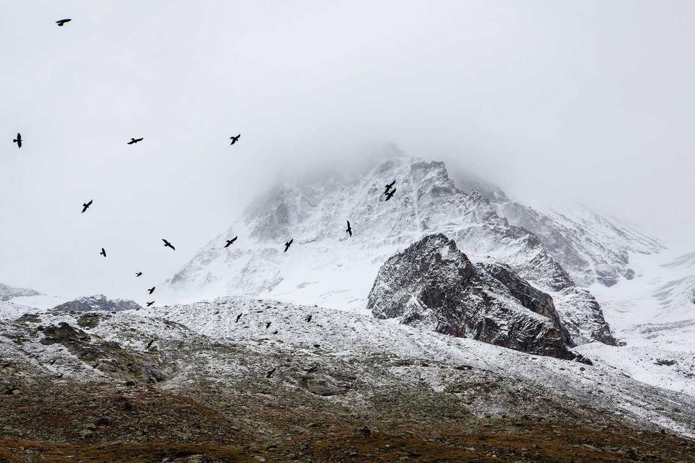 Montagne enneigée avec des oiseaux volant au-dessus.