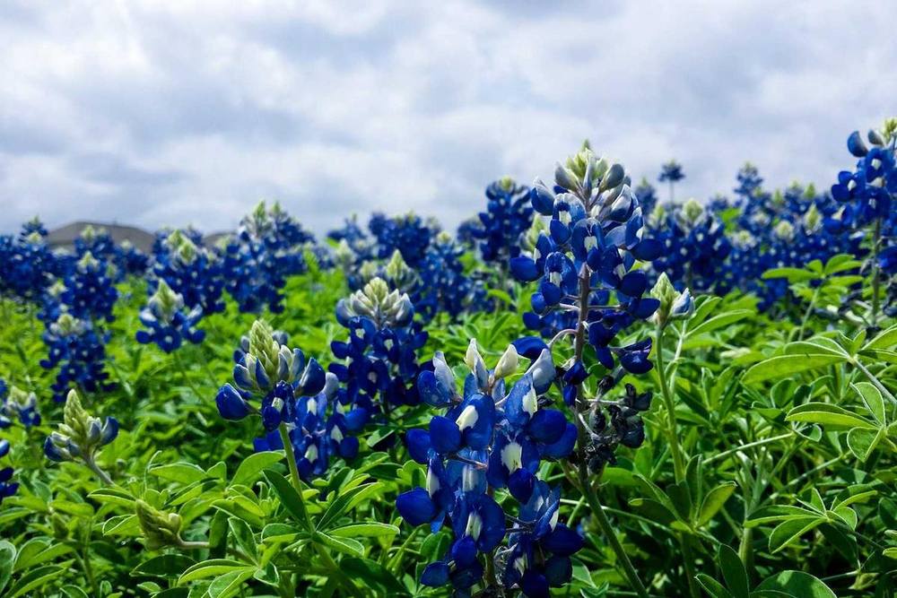Un champ de lupins du Texas sous un ciel nuageux.