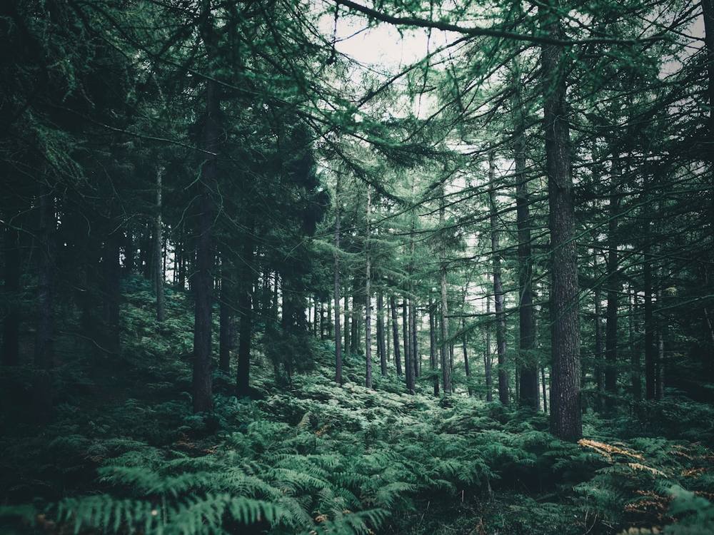 Des arbres et des plantes verts sous la lumière du jour.