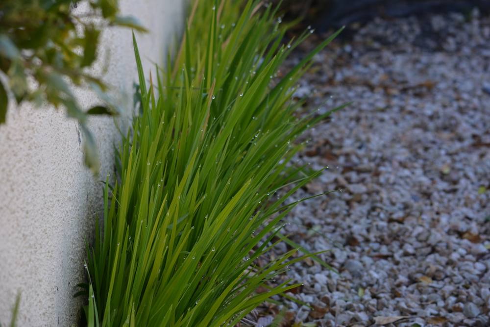 Herbe verte luxuriante avec des gouttes de rosée brillantes.