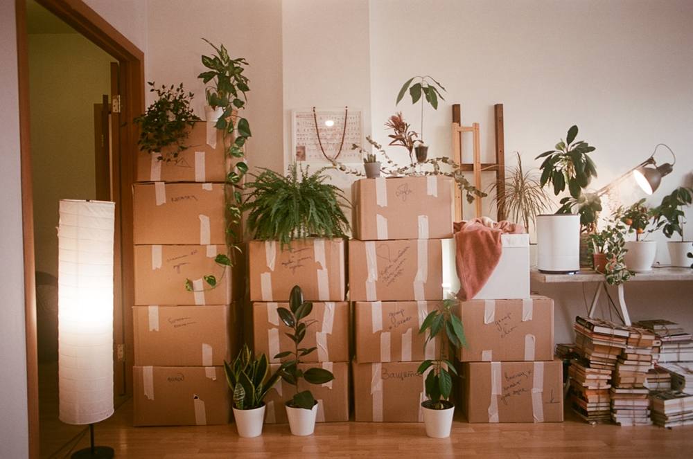 Cartons d'emballage, plantes vertes, livres empilés, intérieur de maison en rénovation.