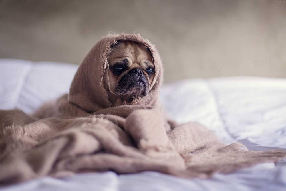 Pug wrapped in blanket on bed.