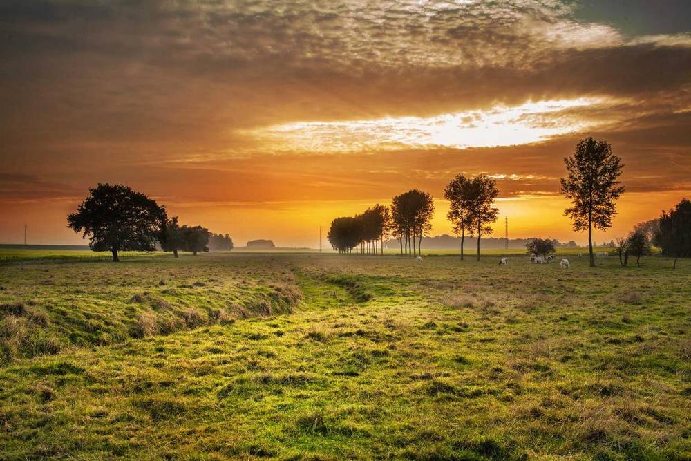 Un pâturage avec des arbres et des moutons paissant au coucher du soleil.