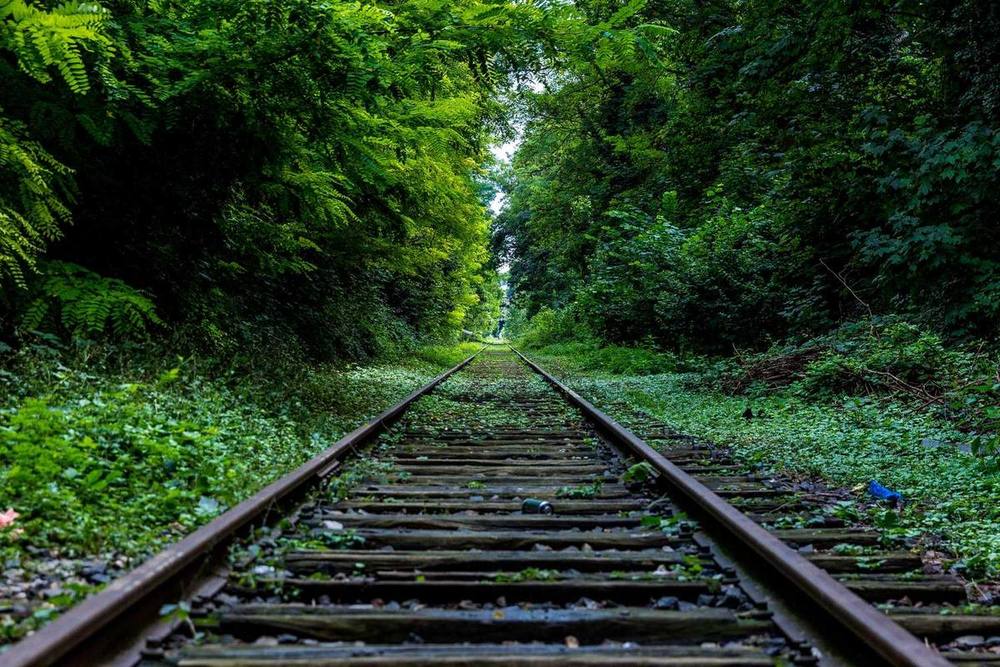 Des rails de chemin de fer envahis par la végétation dans une forêt dense.