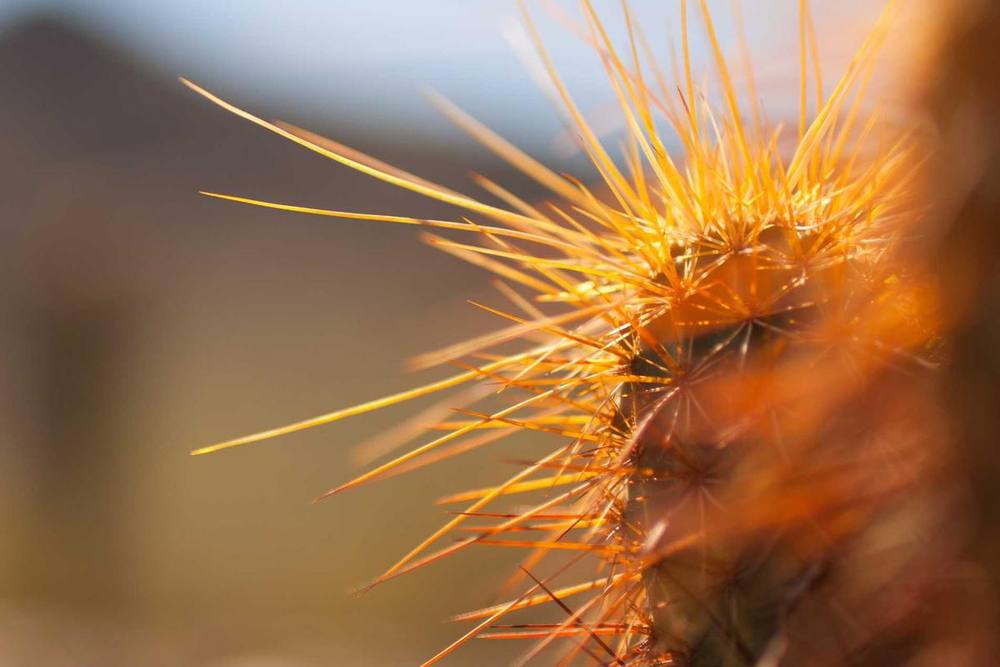 Plante de cactus vibrante, épineuse et orange dorée sur un arrière-plan flou.