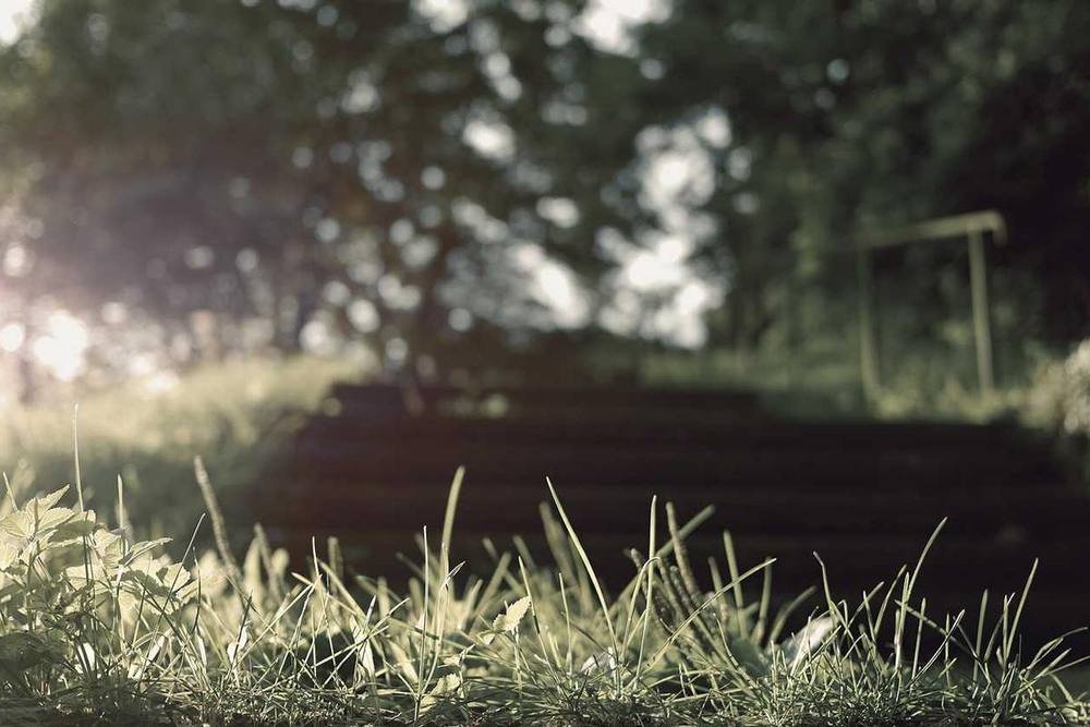 Herbe au premier plan, marches et arbres flous en arrière-plan.